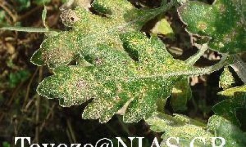 心肌缺血三七粉怎么吃法网- 三七粉对心肌缺血起作用吗知识,分享心肌缺血可以吃三七吗